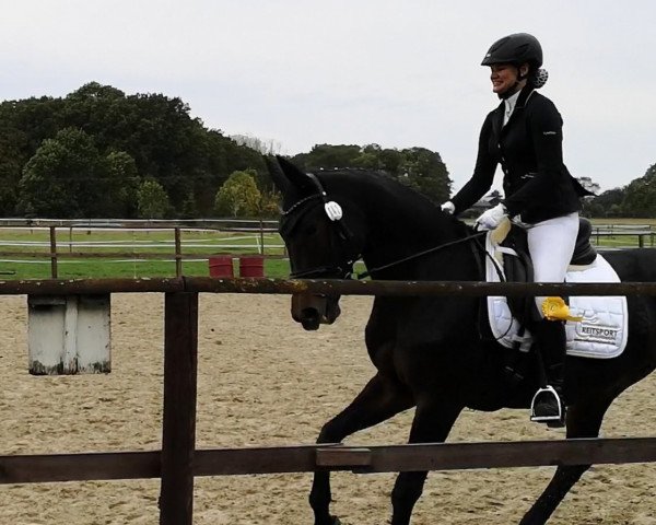 jumper Daja 18 (Westphalian, 2007, from Dancing Dynamite)