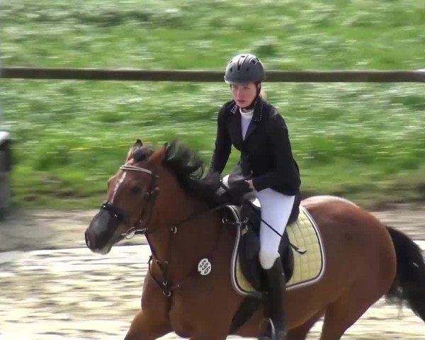 Reitturnier Xanten - Moermter 2016