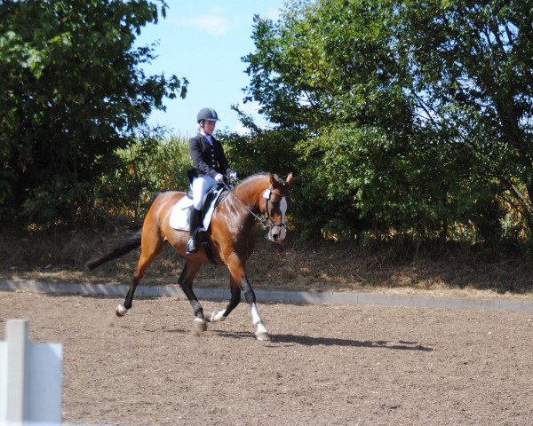 dressage horse Hyggebo's Calano (Danish Warmblood, 2002, from Crelido)