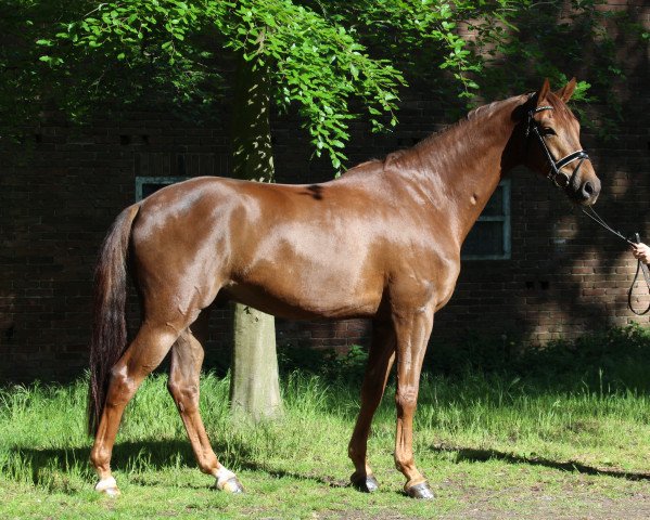 horse Fürst Valentin (Westphalian, 2016, from Fürst Fohlenhof)