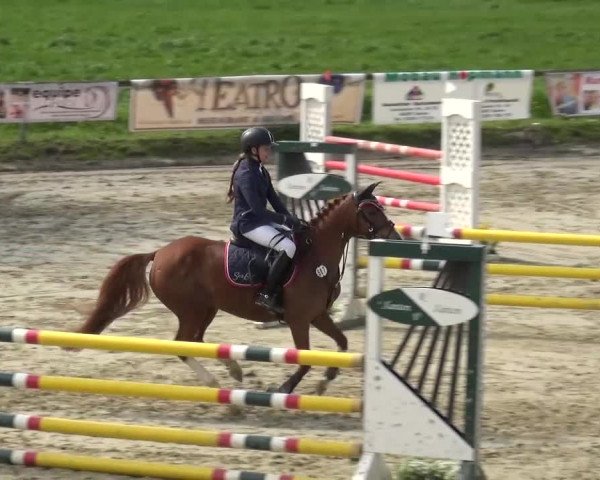 Reitturnier Xanten - Moermter 2016