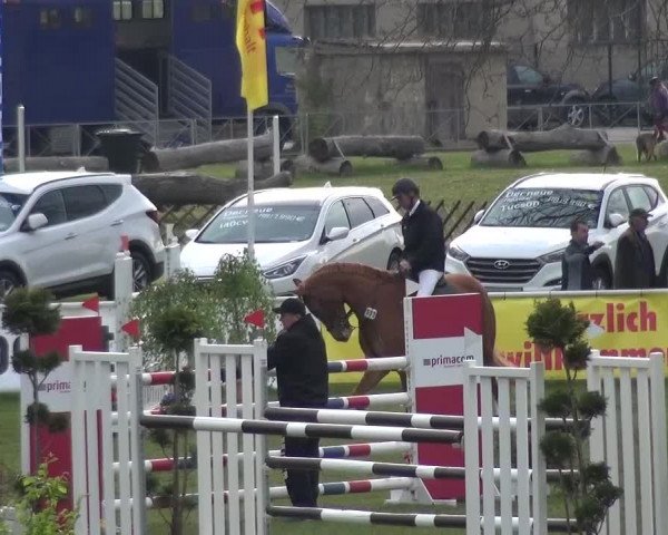 Reitturnier Greppin 2016