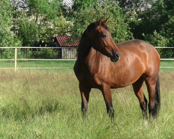 broodmare Fräulein Franzi (German Sport Horse, 2012, from Franziskus FRH)
