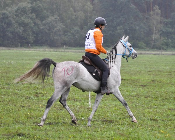 Pferd Zejdar (Vollblutaraber,  )