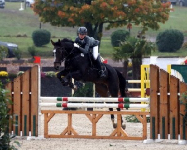 jumper Genie Rouge (KWPN (Royal Dutch Sporthorse), 2011, from Tangelo van de Zuuthoeve)