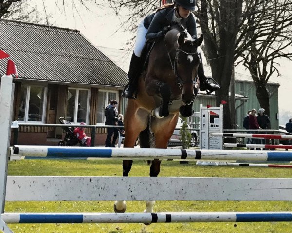 jumper Last Angel (Hanoverian, 2014, from Los Angeles)