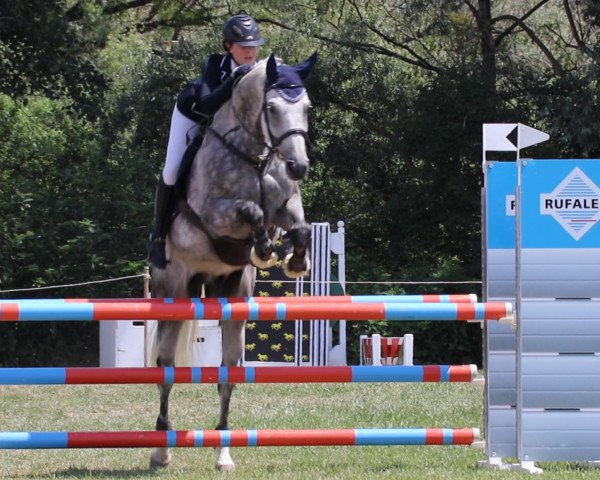 jumper Cordino 37 (Holsteiner, 2006, from Corrado I)