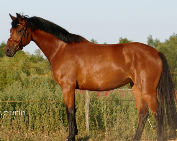 horse Appelkorn (Oldenburg show jumper, 2014, from Abke 4)