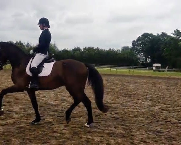 horse Cruz 11 (Holsteiner, 2015, from Catoo)