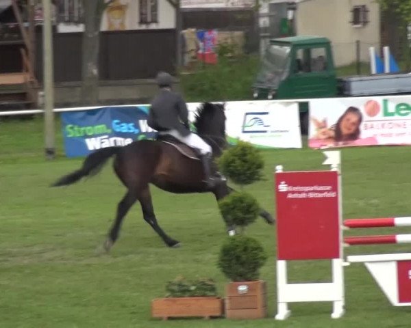 Reitturnier Greppin 2016