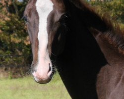 horse Barolo 83 (Oldenburg, 2019, from Belissimo NRW)