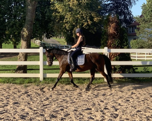 Zuchtstute Steendieks Columbia (Deutsches Reitpony, 2009, von Auheim's Maximus) Zuchtstute Steendieks Columbia (Deutsches Reitpony, 2009, von Auheim's Maximus)