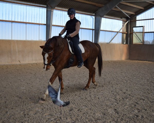 dressage horse Bellino 12 (German Warmblood, 2013, from Callaho's Benicio)