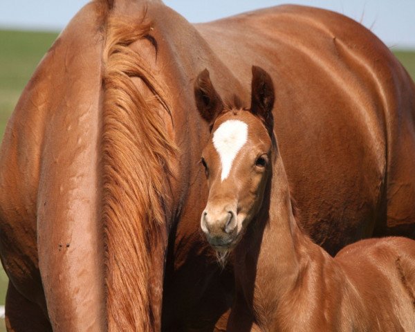 horse Dame Etna (Hanoverian, 2019, from Desario)