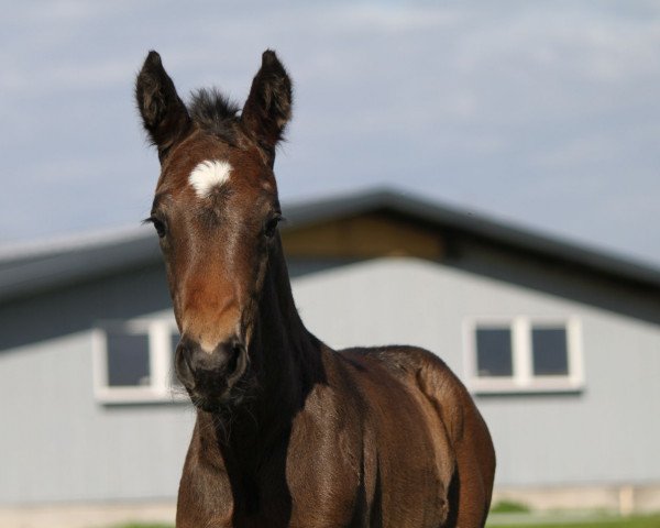 Pferd Felicito (Hannoveraner, 2019, von Blue Hors Dreamline)