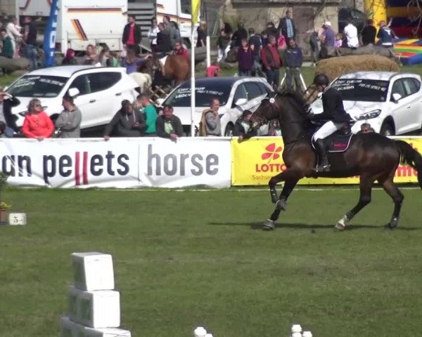 Reitturnier Greppin 2016