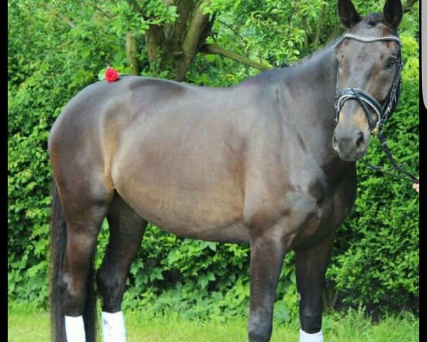 dressage horse D'accord 63 (Oldenburg, 2006, from Dionysos 19)