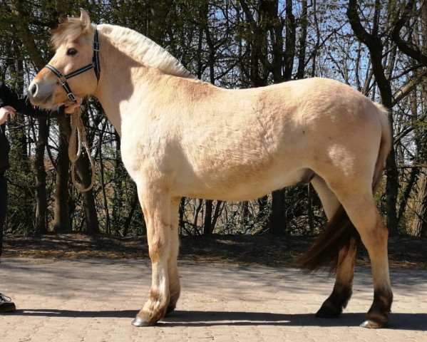 horse Gatsby d'Ober (Fjord Horse, 2016, from Torsetblakken)