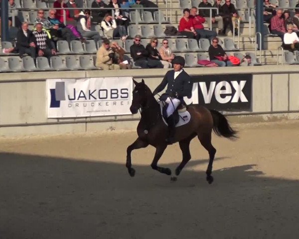 FEI Reitturnier Aachen (GER) 2016