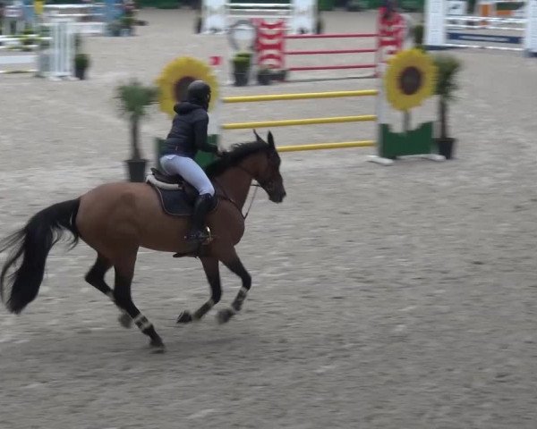FEI Reitturnier Aachen (GER) 2016