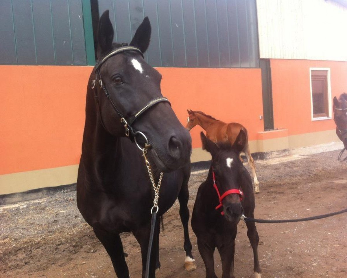 broodmare Verantwortung (Trakehner, 1993, from Leonardo)