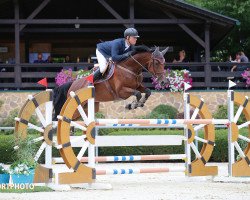 jumper Imatine (KWPN (Royal Dutch Sporthorse), 2013, from Elton John)