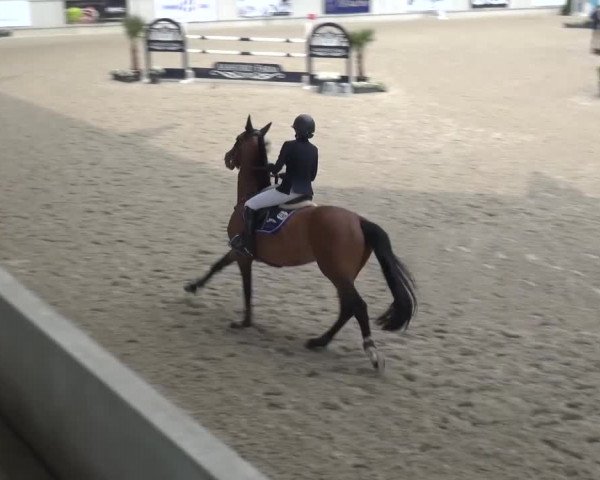 FEI Reitturnier Aachen (GER) 2016