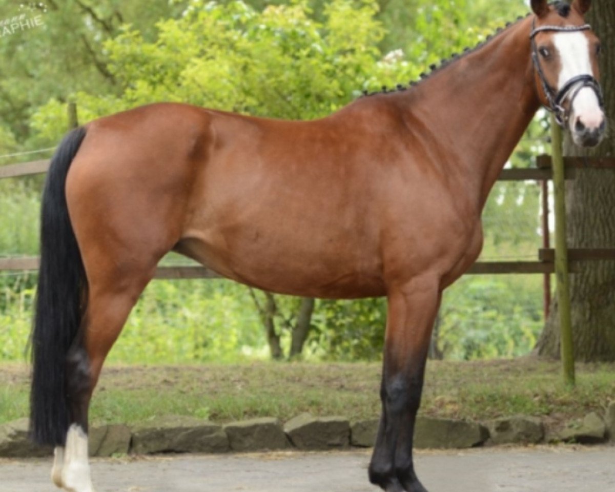 broodmare Tatjana 115 (German Riding Pony, 2009, from Top Anthony II)