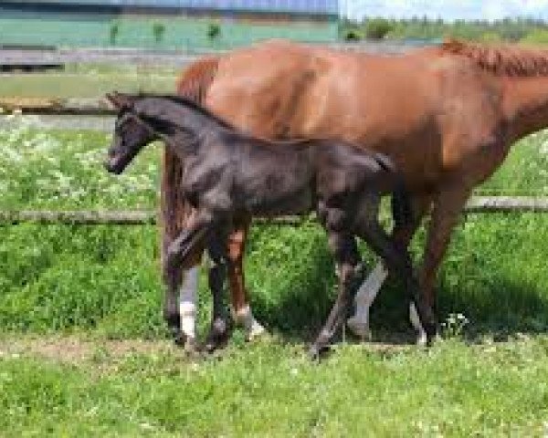 horse Vancouver (Trakehner, 2019, from E.H. Millennium)