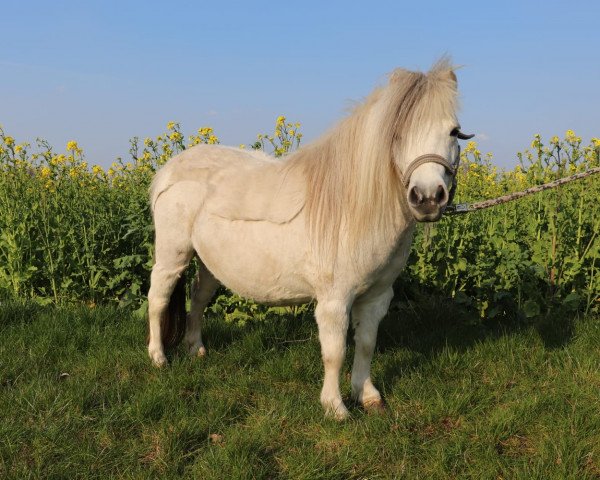 broodmare Bella Vita (Shetland Pony, 2012)