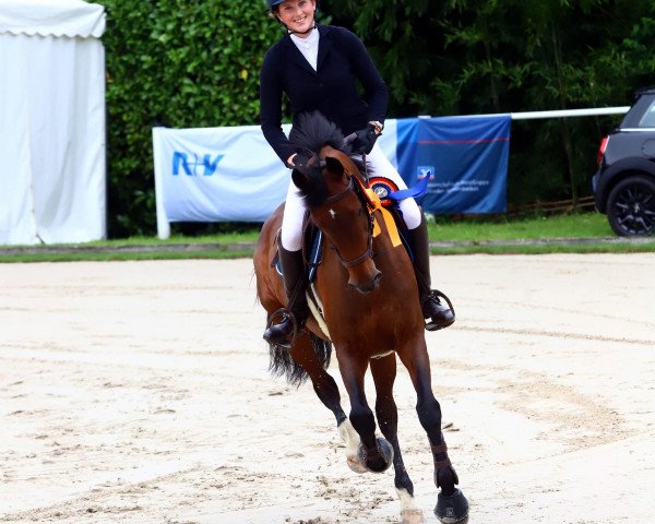 Zuchtstute Fitty Faline (KWPN (Niederländisches Warmblut), 2010, von Numero Uno) Zuchtstute Fitty Faline (KWPN (Niederländisches Warmblut), 2010, von Numero Uno)