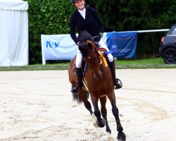 broodmare Fitty Faline (KWPN (Royal Dutch Sporthorse), 2010, from Numero Uno)