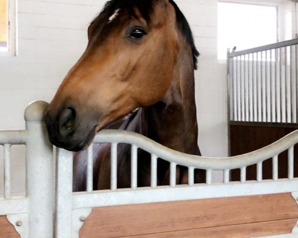 dressage horse Rio de Janeiro M (Westphalian, 2008, from Royal Rhythmik)