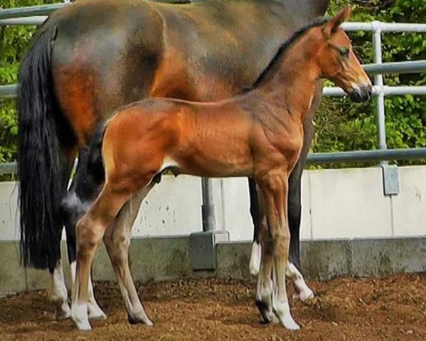 horse Jovino (Oldenburg, 2020, from Jovian)