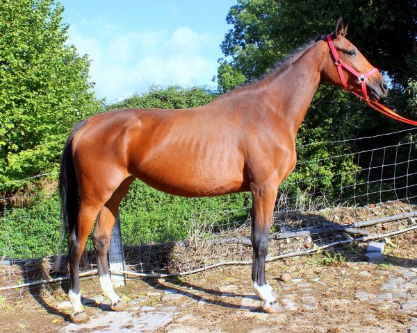 horse Kaya (KWPN (Royal Dutch Sporthorse),  , from Zapatero VDL)