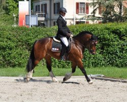 Springpferd Seraphina II CH (Freiberger, 2012, von Norton BW)