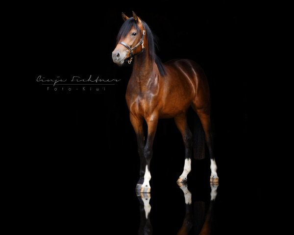 broodmare Oranjehof's Happy Rahel (German Riding Pony, 2017, from Dance Star AT NRW)