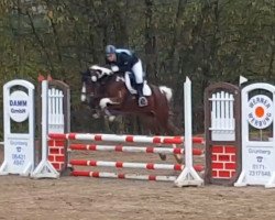 jumper Oberts Orkan (Trakehner, 2008, from Camaro)