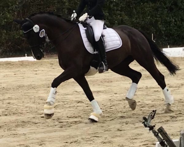dressage horse Purple rain (Westphalian, 2012, from Pik Labionics)