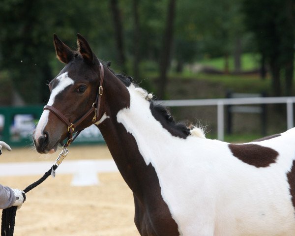Fattrice Fleur Delacour (Pinto con Pedigree di Cavallo da Sella, 2019, di Samico)