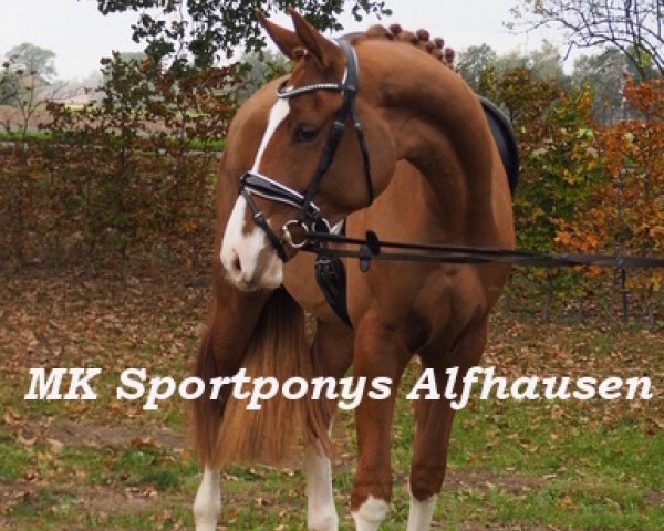dressage horse Dörthe (Westphalian, 2016, from Danciano)