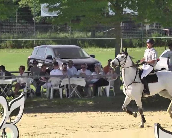 Springturnier Schwanheim 2016