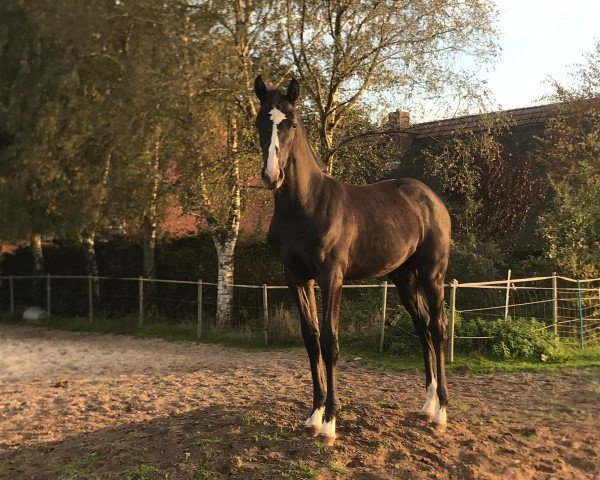 jumper Huyana (Oldenburg show jumper, 2019, from Diaron OLD) jumper Huyana (Oldenburg show jumper, 2019, from Diaron OLD)