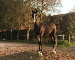 jumper Huyana (Oldenburg show jumper, 2019, from Diaron OLD)
