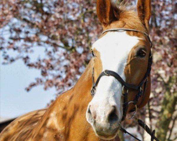 broodmare Rosmarie Lucill (Lucy) DB (Mecklenburg, 2004, from Royal Olymp 142 FIN)