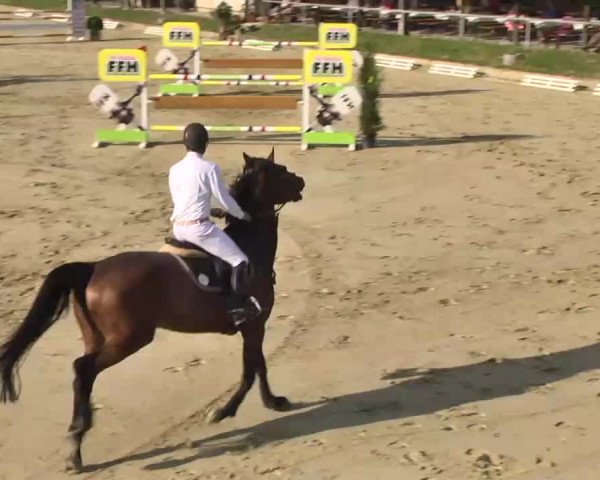 Springturnier Schwanheim 2016
