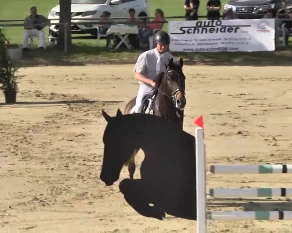 Springturnier Schwanheim 2016