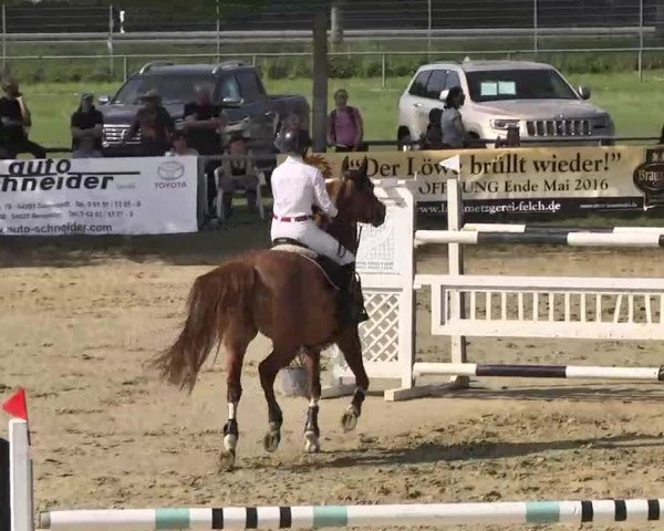 Springturnier Schwanheim 2016