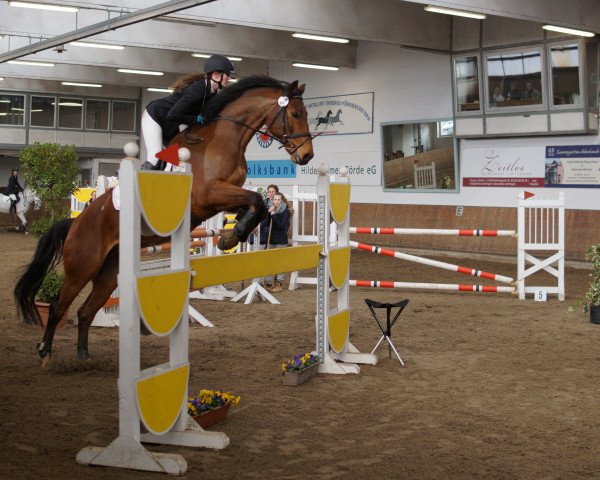 jumper Captain Jack Sparrow 56 (Oldenburg show jumper, 2010, from Cornet's Stern)