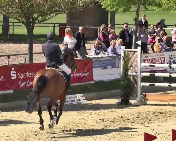 Springturnier Schwanheim 2016